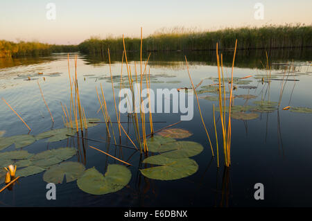 White Water Lily (Nymphaea Lotus) Blumen und Seerosen und Schilf Papyrus (Cyperus Papyrus) Stiele in eine Wasserstraße Shinde Lagune, Okavango Delta, Botswana Stockfoto