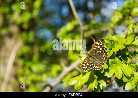 Gesprenkelte Holz Schmetterling Pararge aegeria, Aufwärmen in der Morgensonne, Polesworth, April. Stockfoto