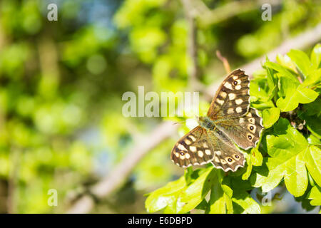 Gesprenkelte Holz Schmetterling Pararge aegeria, Aufwärmen in der Morgensonne, Polesworth, April. Stockfoto