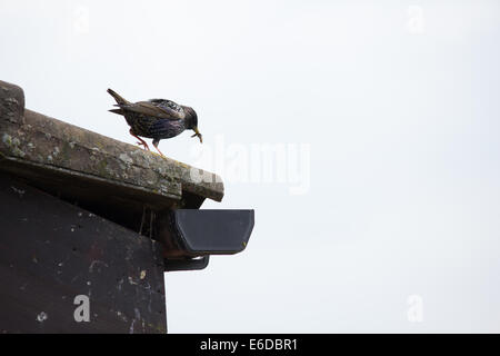 Starling Sturnus vulgaris, ein erwachsener Vogel kommt und geht von seinem Nest in der traufe eines Hauses, die Nahrung für die Jungen Stockfoto