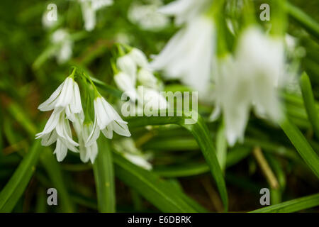 Tri-eckige Lauch Allium Triquetrum, ein Bild der Blüten von dieser essbare Pflanzen fotografiert in Situ, Scilly-Inseln Stockfoto