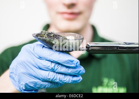 London, UK. 21. August 2014. Die jährliche wiegen erfolgt im ZSL London Zoo. Bildnachweis: Piero Cruciatti/Alamy Live-Nachrichten Stockfoto