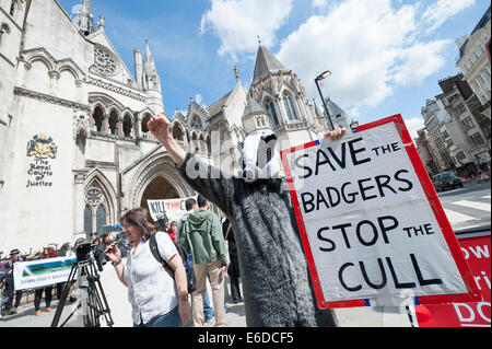 Royal Courts of Justice, London, UK. 21. August 2014. Eine große Schar von anti-Dachs Keulung Demonstranten versammelten sich vor den Royal Courts of Justice wie The Badger Trust vor Gericht mit einer neuen Klage über die Regierungspolitik Dachs Keulung wurde. Die Organisation will eine High Court Urteil besagt, das es eine rechtswidrige Nichtbeachtung ein unabhängiges Gremium von Experten, das diesjährige überwachen eingeführt wurde geplant Keulen in Gloucestershire und Somerset. Bildnachweis: Lee Thomas/Alamy Live-Nachrichten Stockfoto