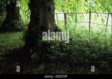 Dicken Baumstämmen und Blättern Hintergrundbeleuchtung des gemeinsamen Kalk oder Linden oder Tilia Europaea Bäume neben dünnen Metall-Zaun Stockfoto