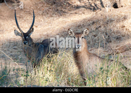 Mana Pools NP Stockfoto