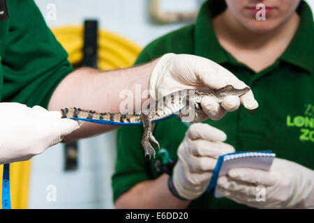 London, UK. 21. August 2014. Ein 7 Wochen alten Phillippine Krokodil wird gemessen, wie ZSL London hält seine jährliche Tier wiegen und messen Tag ihre Datenbanken aktualisieren. Bildnachweis: Paul Davey/Alamy Live-Nachrichten Stockfoto