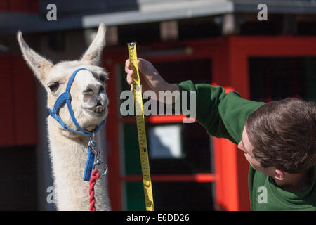 London, UK. 21. August 2014. Zookeper Jack Sargent misst die Höhe des Erwachsenen Lama Perry ZSL London hält seine jährliche Tier wiegen und messen Tag ihre Datenbanken aktualisieren. Bildnachweis: Paul Davey/Alamy Live-Nachrichten Stockfoto