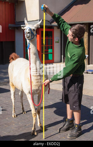 London, UK. 21. August 2014. Zookeper Jack Sargent misst die Höhe des Erwachsenen Lama Perry ZSL London hält seine jährliche Tier wiegen und messen Tag ihre Datenbanken aktualisieren. Bildnachweis: Paul Davey/Alamy Live-Nachrichten Stockfoto