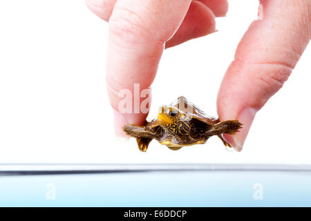 Baby gemeinsame Karte Schildkröte Stockfoto