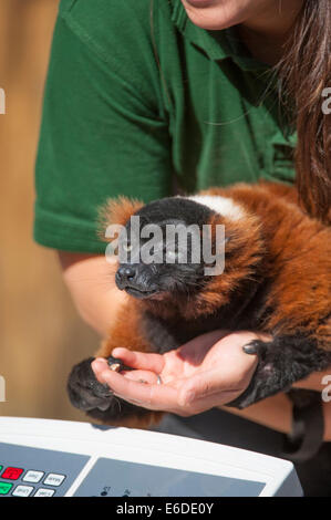 London Zoo, London, UK. 21. August 2014. Eine rote Ruffed Lemur wird gewogen und gemessen am ZSL London Zoo jährliche wiegen-in 2014. Abgesehen davon, dass ein wichtiger Indikator für das Wohlbefinden des Tieres, helfen regelmäßige Gewichtskontrolle und Taillenumfang auch Pfleger, Schwangerschaften bedrohter Arten zu erkennen, die Teil des Zoos internationale Erhaltungszucht-Programme sind. Bildnachweis: Malcolm Park Leitartikel/Alamy Live-Nachrichten Stockfoto