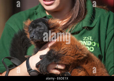 London Zoo, London, UK. 21. August 2014. Eine rote Ruffed Lemur wird gewogen und gemessen am ZSL London Zoo jährliche wiegen-in 2014. Abgesehen davon, dass ein wichtiger Indikator für das Wohlbefinden des Tieres, helfen regelmäßige Gewichtskontrolle und Taillenumfang auch Pfleger, Schwangerschaften bedrohter Arten zu erkennen, die Teil des Zoos internationale Erhaltungszucht-Programme sind. Bildnachweis: Malcolm Park Leitartikel/Alamy Live-Nachrichten Stockfoto