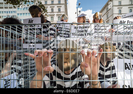 London, Großbritannien. August 2014. PETA ‘Monkey Cage’ Air France Cargo Protest vor der französischen Botschaft. Kredit: Guy Corbishley/Alamy Live Stockfoto