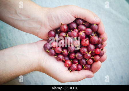 A frisch Obst Stachelbeeren in den Händen eines Mannes Stockfoto