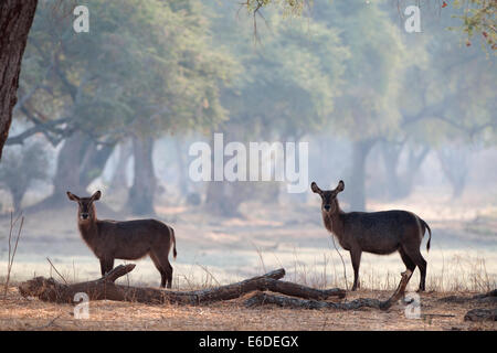 Mana Pools NP Stockfoto