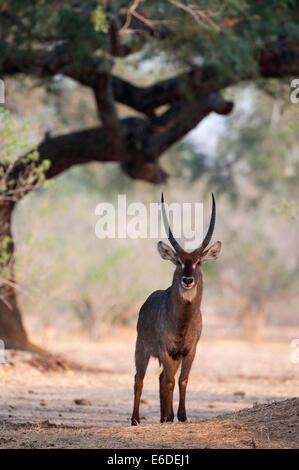 Mana Pools NP Stockfoto