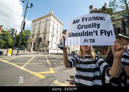 London, Großbritannien. August 2014. PETA ‘Monkey Cage’ Air France Cargo Protest vor der französischen Botschaft. Kredit: Guy Corbishley/Alamy Live Stockfoto