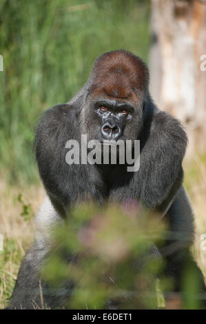 London Zoo, London UK. Donnerstag, 21. August 2014. Ein Silverback Gorilla beim ZSL London Zoo jährliche wiegen-in 2014. Kumbuka macht Schlagzeilen durch die Flucht in das Gehäuse der Tierpfleger im Herbst 2016. Bildnachweis: Malcolm Park Leitartikel/Alamy Live-Nachrichten Stockfoto