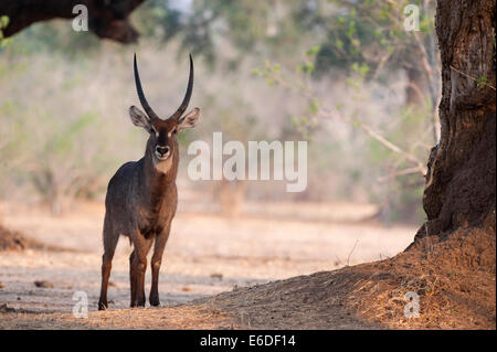 Mana Pools NP Stockfoto