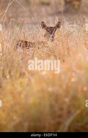 Mana Pools NP Stockfoto