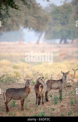 Mana Pools NP Stockfoto