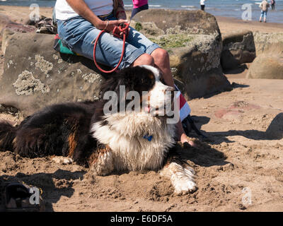 Berner Sennenhund entspannt an einem Strand mit seinem Besitzer, Yorkshire, Großbritannien Stockfoto