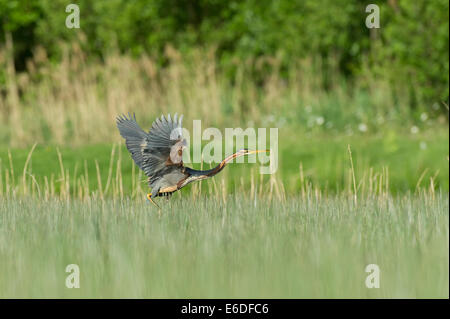 Purpurreiher in ein Schilfbeetes Gebiet la Dombes, Ain Abteilung, Frankreich Stockfoto