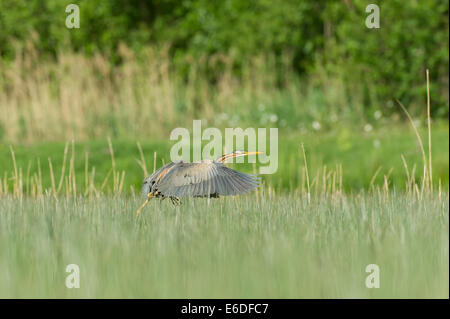 Purpurreiher in ein Schilfbeetes Gebiet la Dombes, Ain Abteilung, Frankreich Stockfoto
