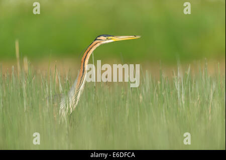 Purpurreiher in ein Schilfbeetes Gebiet la Dombes, Ain Abteilung, Frankreich Stockfoto