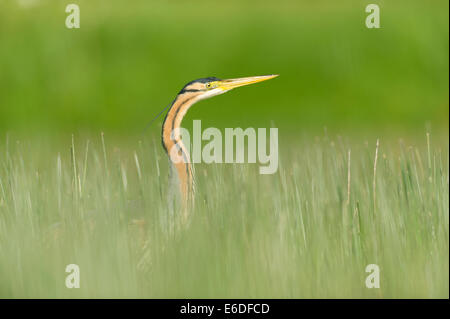 Purpurreiher in ein Schilfbeetes Gebiet la Dombes, Ain Abteilung, Frankreich Stockfoto