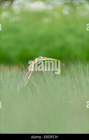 Purpurreiher in ein Schilfbeetes Gebiet la Dombes, Ain Abteilung, Frankreich Stockfoto