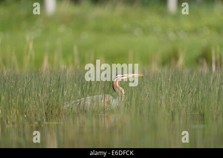 Purpurreiher in ein Schilfbeetes Gebiet la Dombes, Ain Abteilung, Frankreich Stockfoto