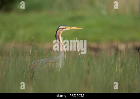 Purpurreiher in ein Schilfbeetes Gebiet la Dombes, Ain Abteilung, Frankreich Stockfoto