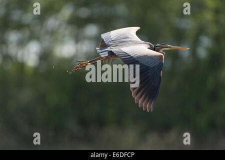 Purpurreiher in ein Schilfbeetes Gebiet la Dombes, Ain Abteilung, Frankreich Stockfoto