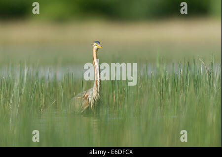 Purpurreiher in ein Schilfbeetes Gebiet la Dombes, Ain Abteilung, Frankreich Stockfoto