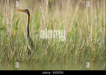 Purpurreiher in ein Schilfbeetes Gebiet la Dombes, Ain Abteilung, Frankreich Stockfoto