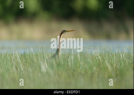 Purpurreiher in ein Schilfbeetes Gebiet la Dombes, Ain Abteilung, Frankreich Stockfoto