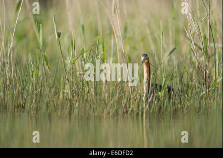 Purpurreiher in ein Schilfbeetes Gebiet la Dombes, Ain Abteilung, Frankreich Stockfoto