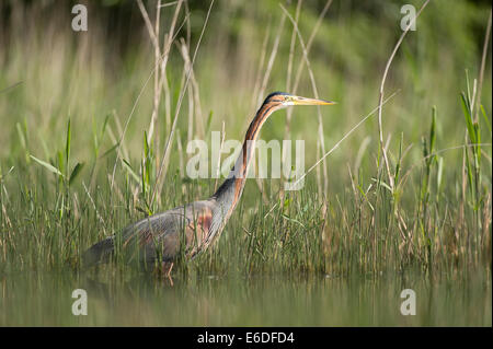 Purpurreiher in ein Schilfbeetes Gebiet la Dombes, Ain Abteilung, Frankreich Stockfoto