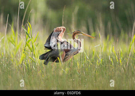 Purpurreiher in ein Schilfbeetes Gebiet la Dombes, Ain Abteilung, Frankreich Stockfoto