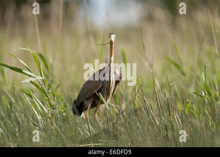 Purpurreiher in ein Schilfbeetes Gebiet la Dombes, Ain Abteilung, Frankreich Stockfoto