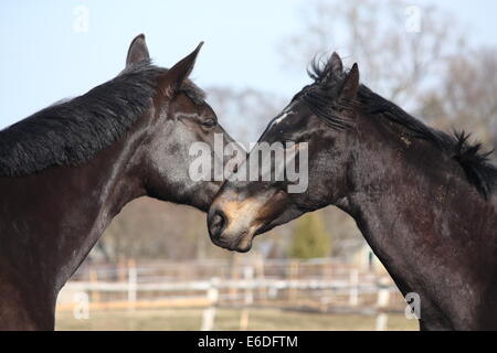 Zwei schwarze Hengste kuschelte einander Stockfoto