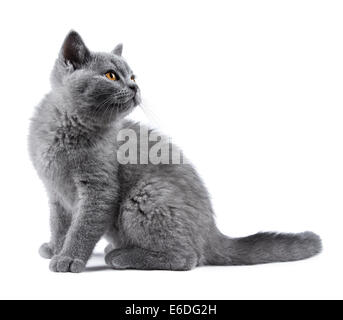 british kurzhaar Kätzchen sitzen auf weißem Hintergrund Stockfoto