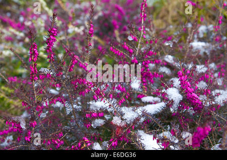 blühenden Erica Darleyensis mit Schnee bedeckt Stockfoto