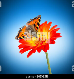 Schmetterling auf orange Blume isoliert Stockfoto