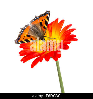 Schmetterling auf orange Blume isoliert Stockfoto