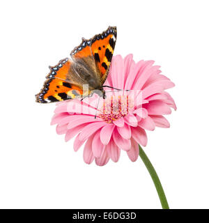 Schmetterling auf rosa Blume isoliert Stockfoto
