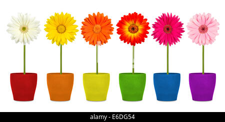 bunte Reihe von Gerbera Blumen in Töpfen Stockfoto