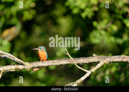 Eisvogel thront auf einem Ast in la Dombes Region, Departement Ain, Frankreich Stockfoto