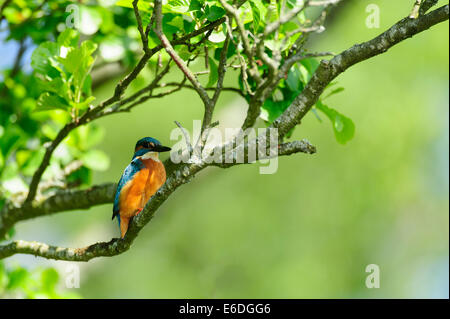 Eisvogel thront auf einem Ast in la Dombes Region, Departement Ain, Frankreich