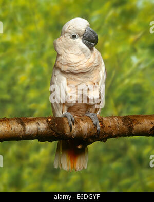 Kakadu sitzt auf einem Ast Stockfoto